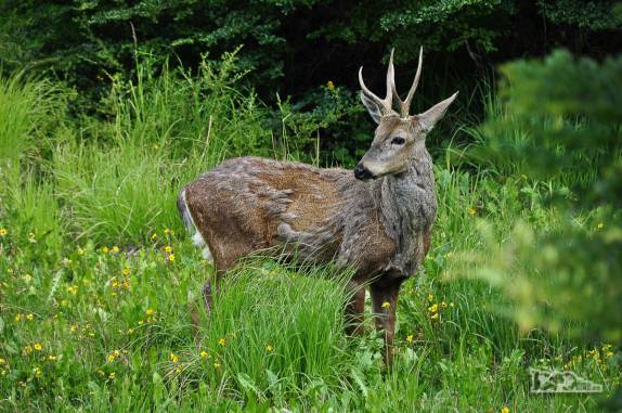 Na Carretera Austral, a caminho de Coyhaique, encontrando um solitário, tímido e arisco Huemul, no sul do Chile